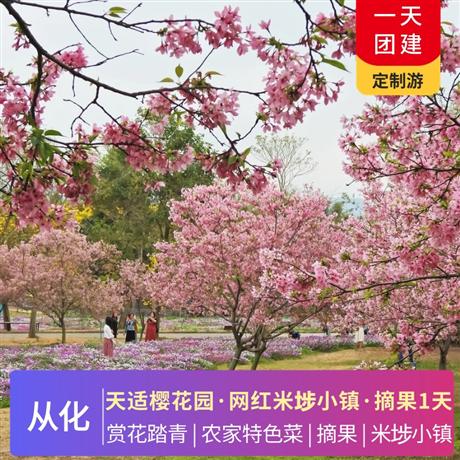 從化網紅米埗小鎮+天適櫻花園+摘果一天游春季踏青 賞花